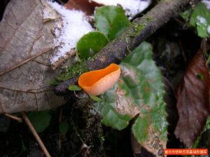 神農架肉杯菌 神農架肉杯菌