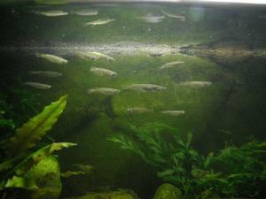 中國青鱂 中國青鱂