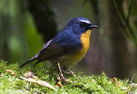 棕胸藍姬鶲 棕胸藍姬鶲