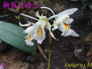 撕裂貝母蘭 撕裂貝母蘭