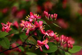 紅花忍冬 紅花忍冬