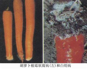 胡蘿蔔白絹病 胡蘿蔔白絹病