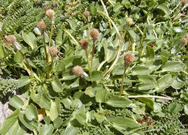 長葉鹼毛茛 長葉鹼毛茛