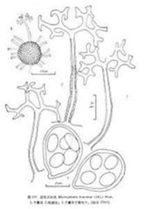 多絲叉絲殼 多絲叉絲殼