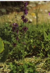 伊犁翠雀花 伊犁翠雀花