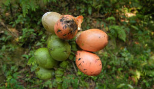 垂子買麻藤 垂子買麻藤