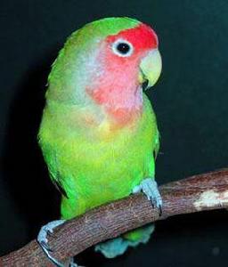 桃臉愛情鳥 桃臉愛情鳥