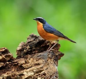 栗腹刺花鳥 栗腹刺花鳥