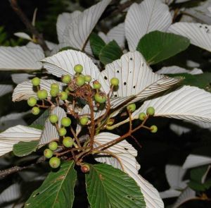 棕脈花楸 棕脈花楸