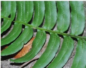 狹葉瘤足蕨 狹葉瘤足蕨