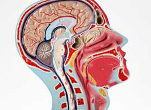 神經系統先天性疾病 神經系統先天性疾病