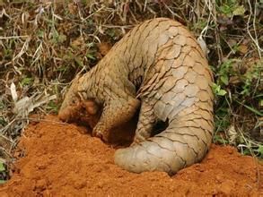 印度鯪鯉 印度鯪鯉