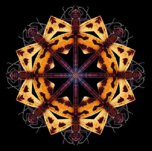 尼康微觀世界拍攝比賽