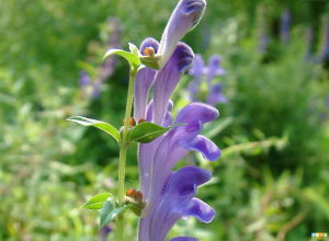 Scutellaria baicalensis