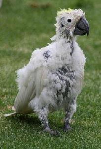 鸚鵡啄羽症 鸚鵡啄羽症