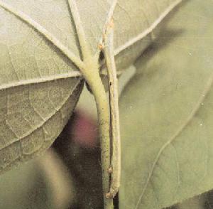 一串紅大造橋蟲