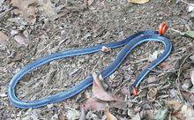藍長腺珊瑚蛇