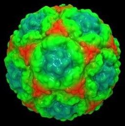 人鼻病毒 人鼻病毒