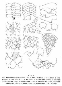 基裂鞭苔 基裂鞭苔