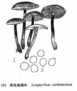炭色離褶傘 炭色離褶傘