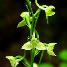 西藏釵子股 西藏釵子股