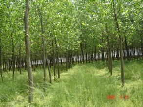 正陽林場 正陽林場