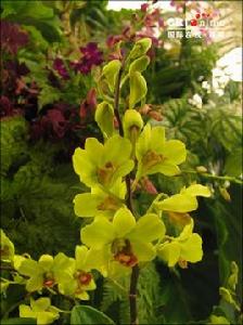 泰國蘭花 泰國蘭花