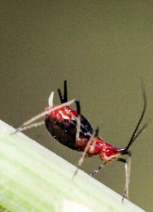 白尾紅蚜 白尾紅蚜