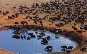 《走進非洲》——野牛群