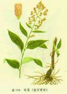 六月霜茶 六月霜茶