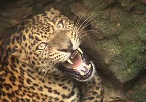 印度花豹 印度花豹