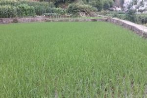 三頃三村 三頃三村