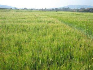 蘇啤6號 蘇啤6號