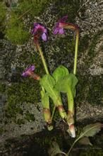 工布報春 工布報春