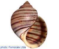 Asolene platae