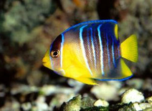 女王神仙 女王神仙