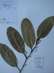 微脈冬青 微脈冬青