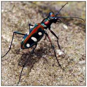 金斑虎甲 金斑虎甲