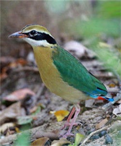 藍翅八色鶇 藍翅八色鶇