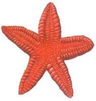 泥盆紀海星 泥盆紀海星