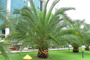 加拿列海棗 加拿列海棗