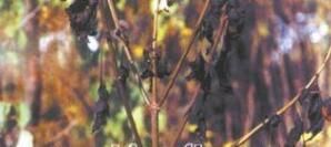 一串紅疫霉病 一串紅疫霉病