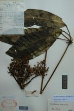 扁盤鵝掌柴 扁盤鵝掌柴