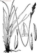 鉤狀嵩草 鉤狀嵩草