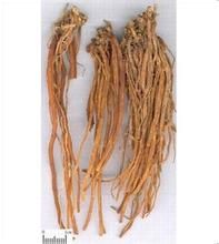 台木型星髓根 台木型星髓根