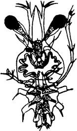 葉狀幼體 葉狀幼體