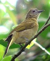 肖氏白尾鵯 肖氏白尾鵯