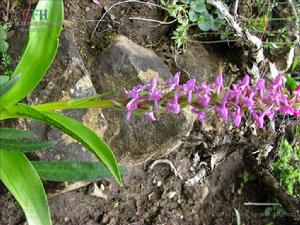 西南手參 西南手參