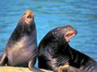 海洋里的哺乳動物