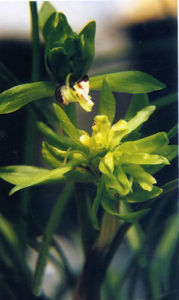 彩蝶菊花 彩蝶菊花